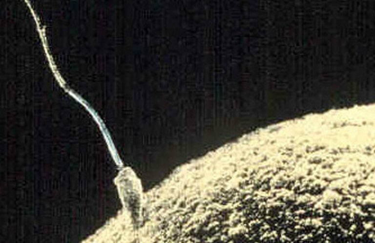 Сперматозоид и яйцеклетка во время оплодотворения / ©Wikipedia