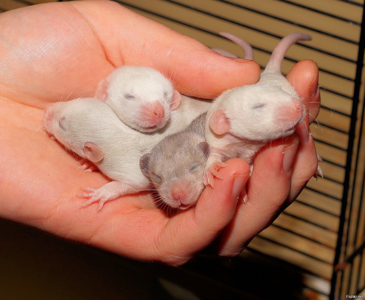 Крысята Новорожденные крысята