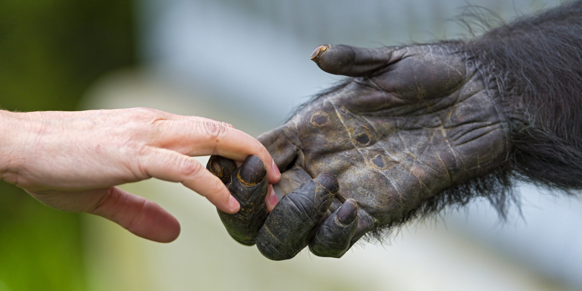 Эволюция человеческих рук и ног, вероятно, происходила одновременно