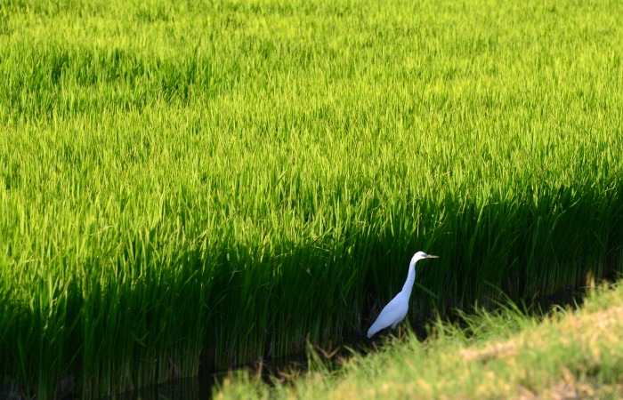 Рисовое поле на Кубани. В 2016 году только в этом регионе собрали миллион тонн риса / ©Игорь Онучин/ТАСС