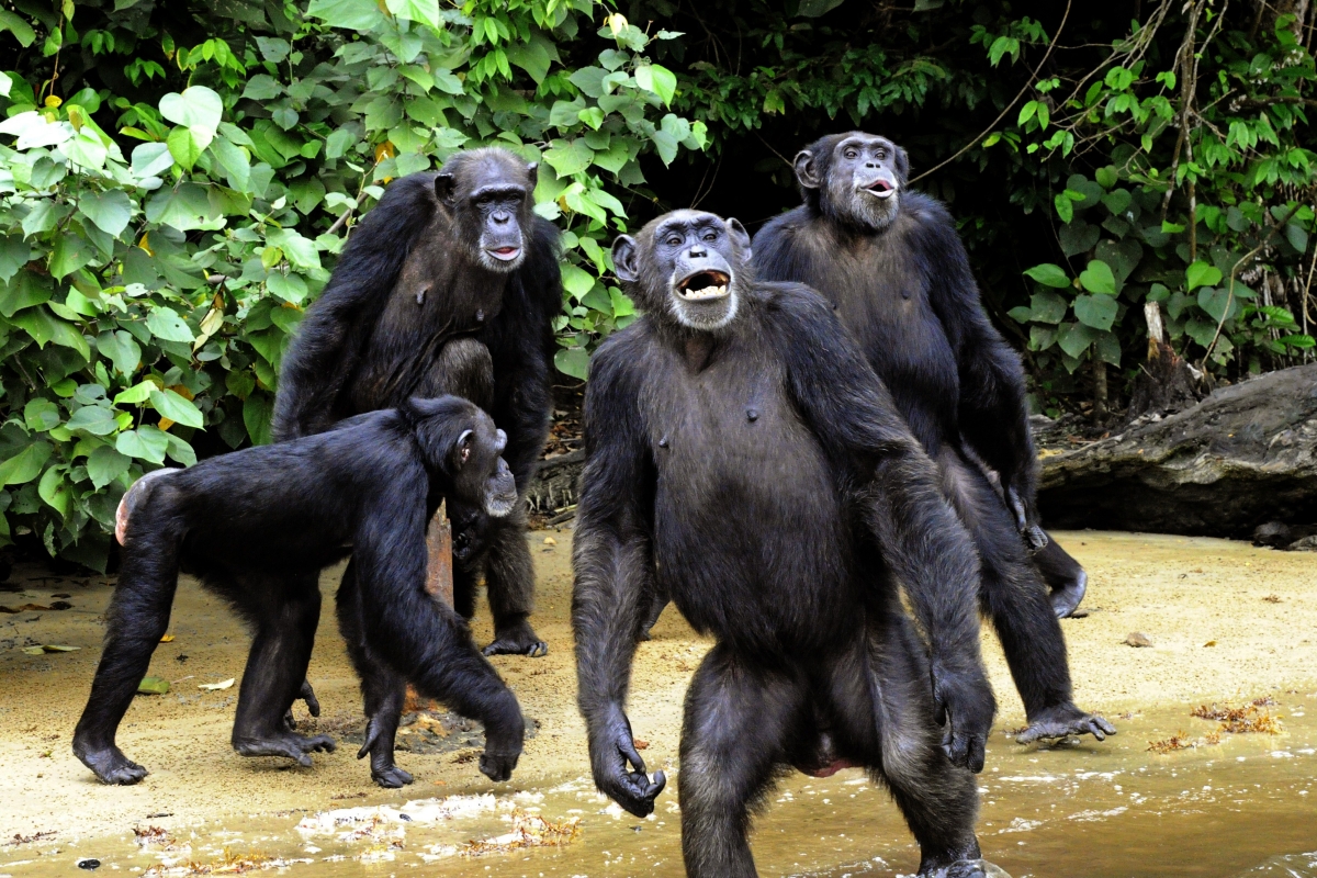 Шимпанзе, как и люди, объединяются против общего врага