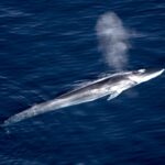 Песни китов предложили использовать для изучения геологии морского дна