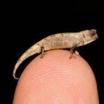 «Нанохамелеоны» поставили рекорд по миниатюризации рептилий