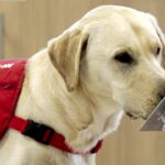 «Электронный нос» смог диагностировать рак не хуже обученных собак