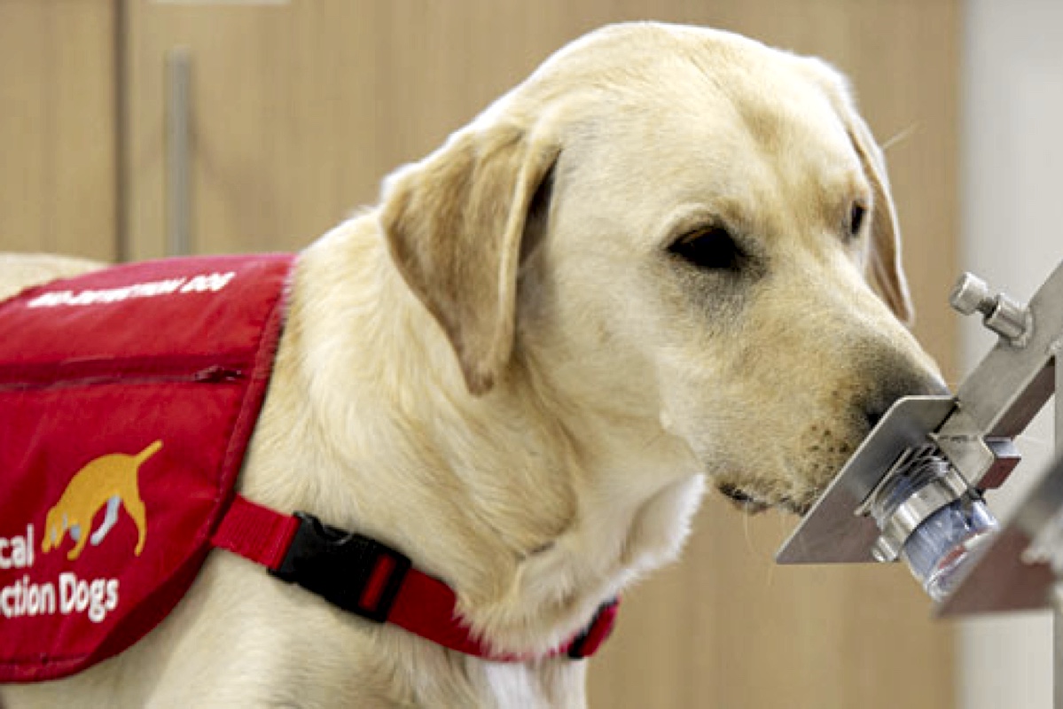 «Электронный нос» смог диагностировать рак не хуже обученных собак