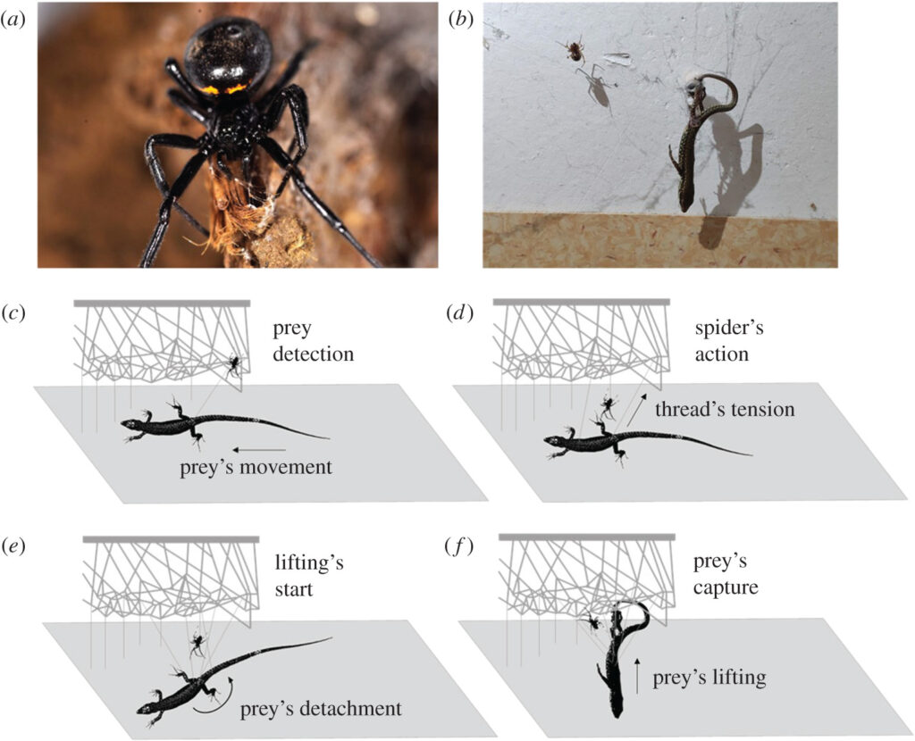 Раскрыт секрет того, как пауки ловят добычу в 50 раз тяжелее себя: они пользуются блоками