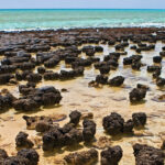 Строматолиты могли появиться на Земле благодаря вирусам