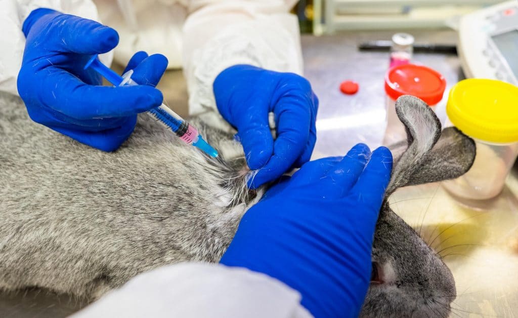 Россия зарегистрировала первую в мире вакцину против коронавируса для животных