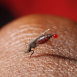 Малярия преследовала человечество раньше, чем считалось