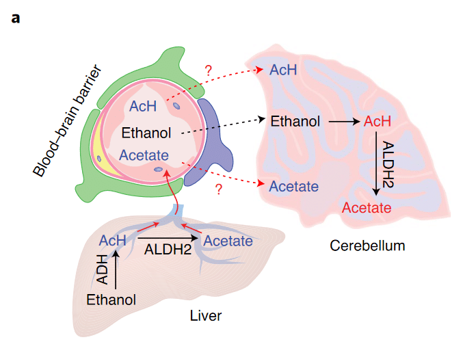 Схема метаболизма этанола в печени (внизу) и в мозге (справа) / ©Shiyun Jin  et al / Nature Metabolism