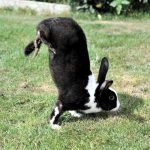Обнаружена мутация, заставляющая кроликов бегать на передних лапах