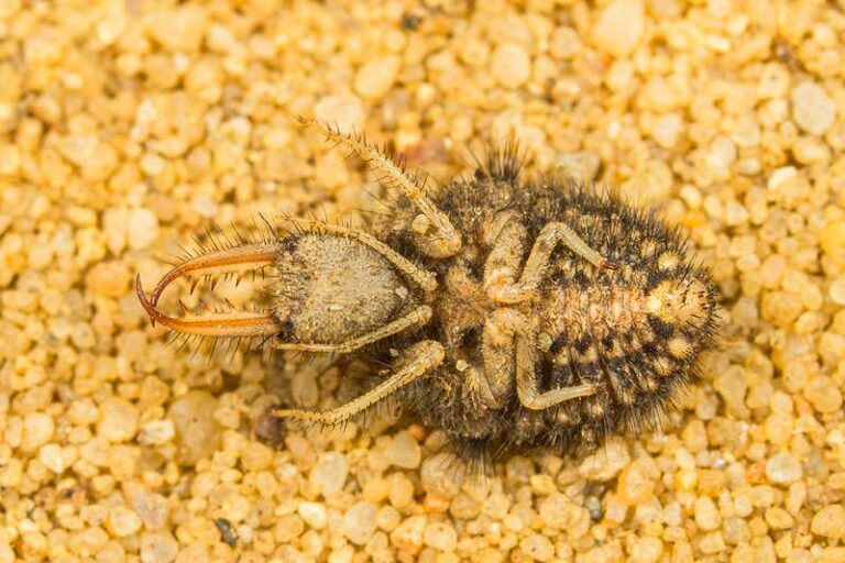 Европейский муравьиный лев / ©blickwinkel. Alamy