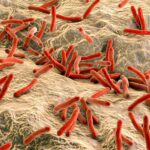 Генетики выяснили, как туберкулез сформировал иммунную систему человека