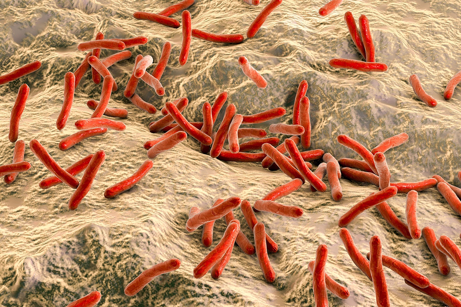 Генетики выяснили, как туберкулез сформировал иммунную систему человека
