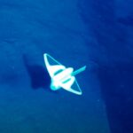 Мягкий подводный робот опустился в Марианскую впадину