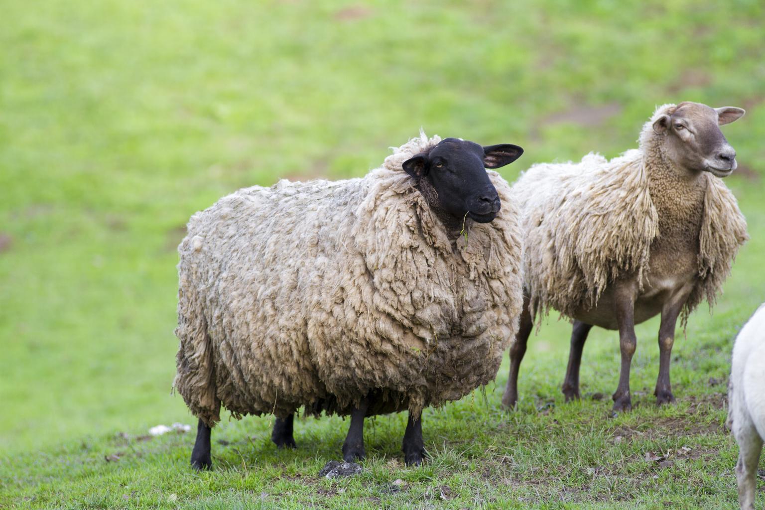 Неолитические доместикаторы овец сталкивались с высокой смертностью животных