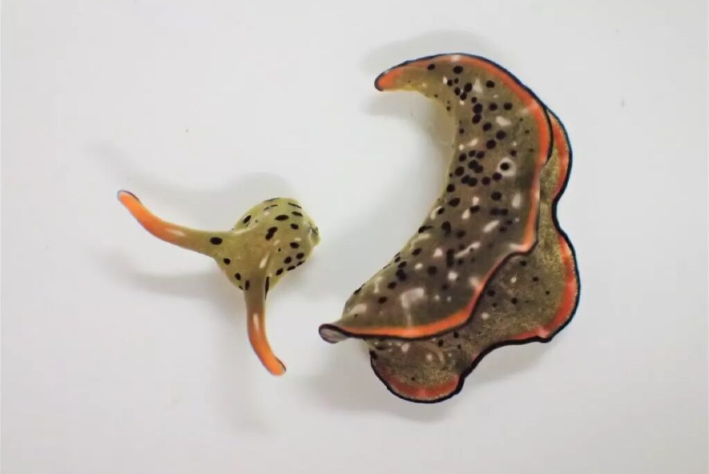 Голова Elysia cf. marginata, отделенная от туловища