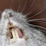 Моноклональные антитела помогли вырастить у мышей недостающие зубы