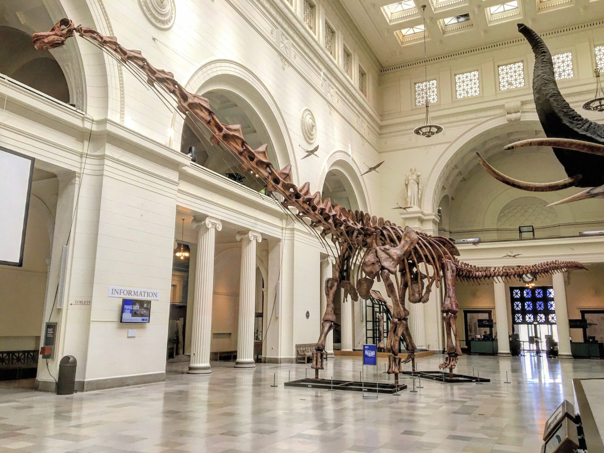 «Ниндзя-гигант» из Аргентины оказался самым древним представителем рода титанозавров