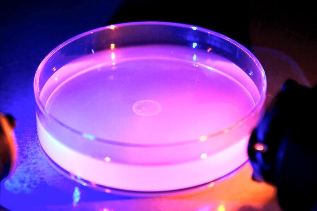 Подсвеченная культура Pseudomonas aeruginosa