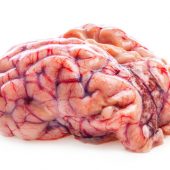 Головной мозг человека