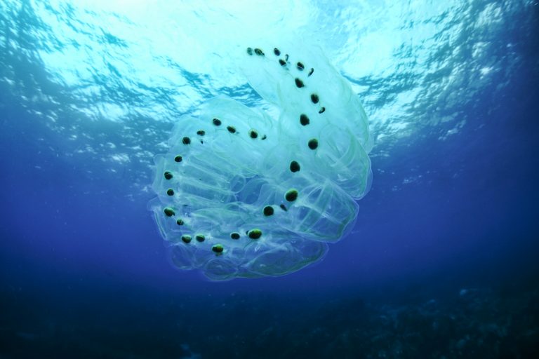 Похожие на медуз морские организмы привели к остановке двух южнокорейских атомных реакторов