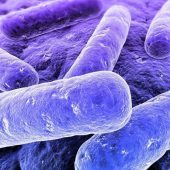 Пурпурные бактерии