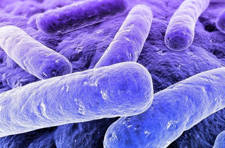 Пурпурные бактерии