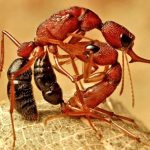 Американские биологи обнаружили насекомых, меняющих размеры собственного мозга
