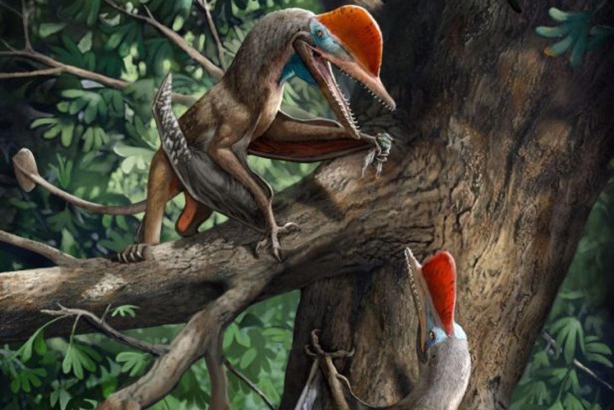 Обнаружено древнейшее животное с противопоставленным пальцем