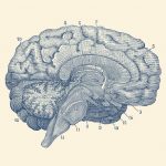 Как исследуют мозг