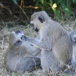 Показано, что обезьяны менее дружелюбны друг к другу, когда борются с инфекцией