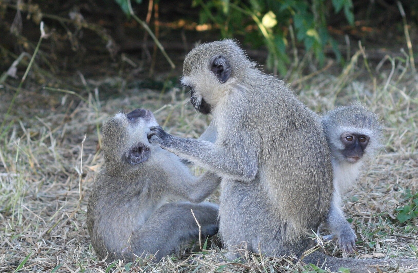 Показано, что обезьяны менее дружелюбны друг к другу, когда борются с инфекцией