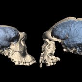 Слева — реконструированный череп и мозг дманисийца, справа — человека со стоянки Сангиран в Индонезии