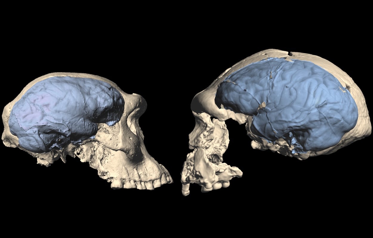 Слева — реконструированный череп и мозг дманисийца, справа — человека со стоянки Сангиран в Индонезии