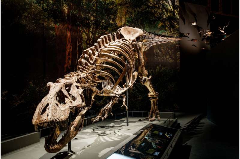 Палеонтологи смоделировали походку тираннозавра