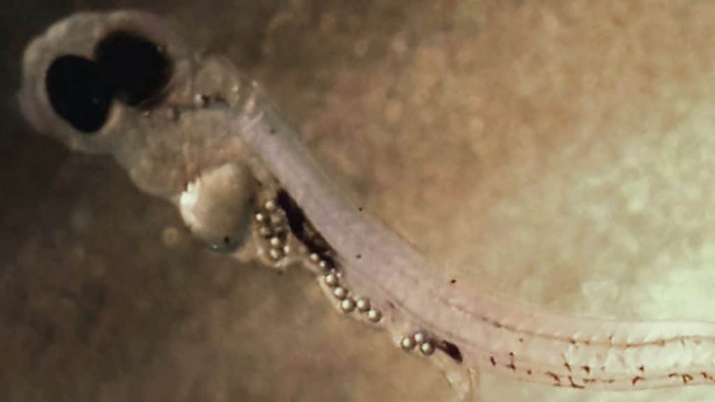Желудок мальков окуней из экспериментов Ленстедт действительно оказывался полон микропластика. Вот только к изменениям в их поведении это привело очень навряд ли / ©OONA LÖNNSTEDT