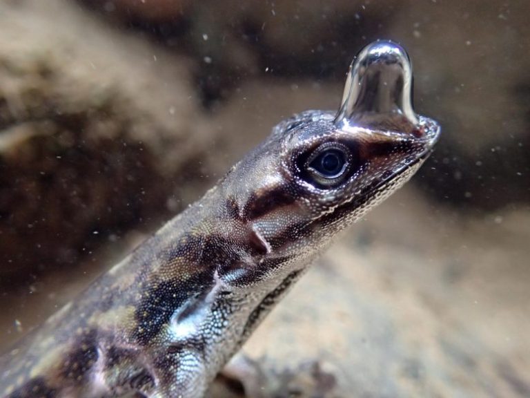 Ящерица дышит под водой с помощью пузыря / ©Линдси Свирк