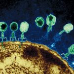 Вместо антибиотиков: как бактериофаги помогают бороться с «суперинфекциями»