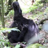 За 12 лет наблюдений за шимпанзе биолог выявил уникальные для каждой их социальной группы «рукопожатия»