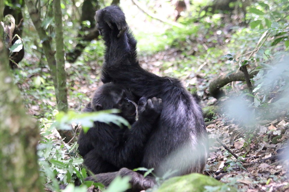За 12 лет наблюдений за шимпанзе биолог выявил уникальные для каждой их социальной группы «рукопожатия»