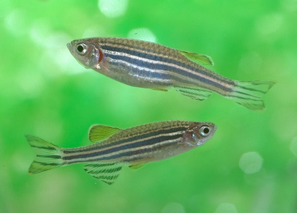 Зародыши рыб помогут искусственно получать стволовые клетки