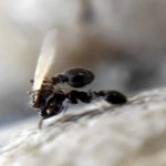 Биологи наблюдали «сватовство» у муравьев