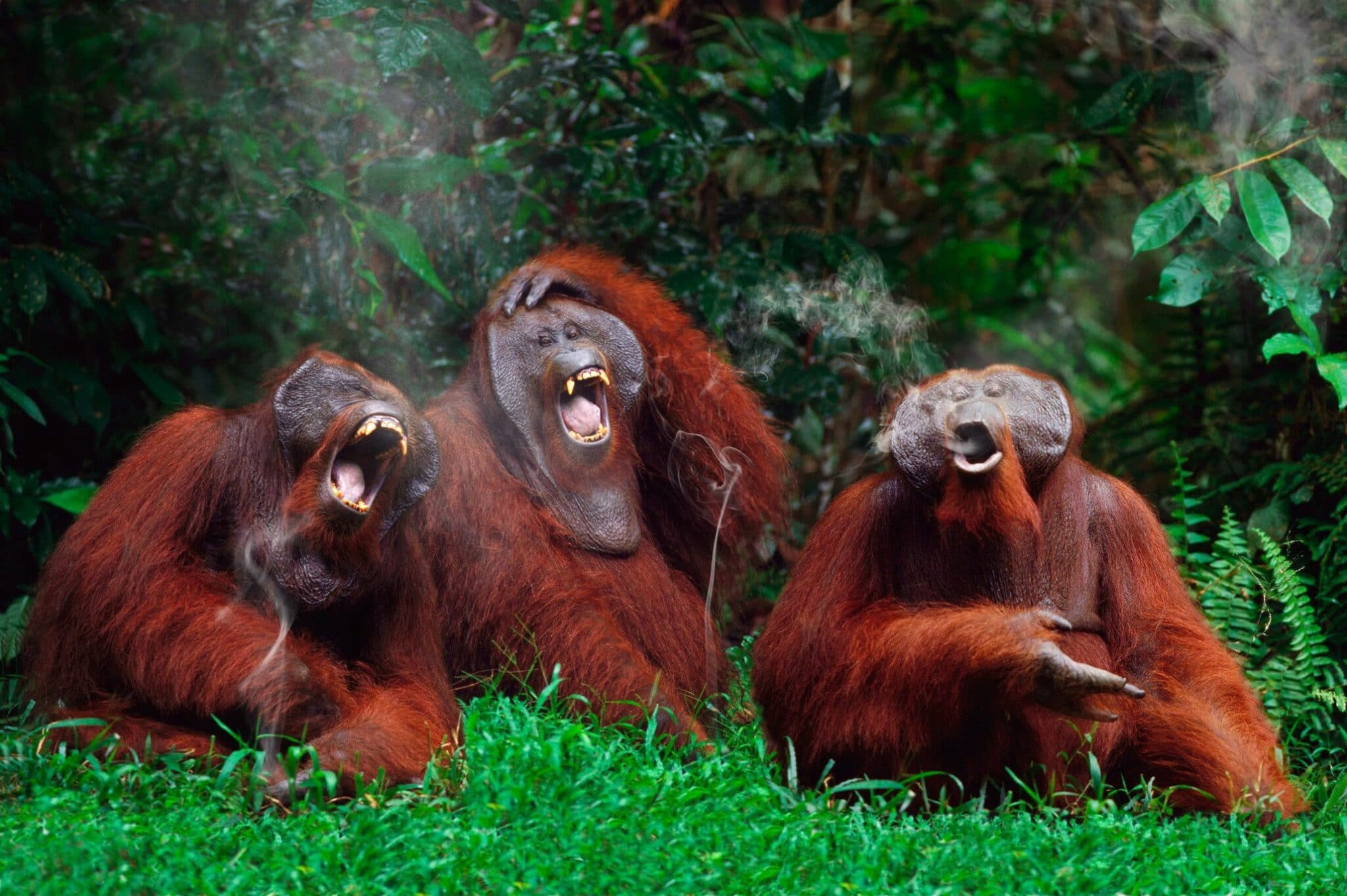 Выяснилось, что гораздо больше животных умеет смеяться, чем предполагалось