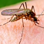 Комары и дрозофилы оказались способны на более сложное поведение, чем предполагали