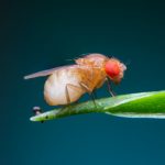Вдохновение энтомолога: за что можно полюбить насекомых?