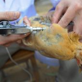 Вакцинация куриц от птичьего гриппа
