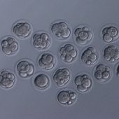 Эмбрионы, полученные благодаря лиофилизированной сперме