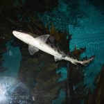 Обнаружены следы древнего массового вымирания акул
