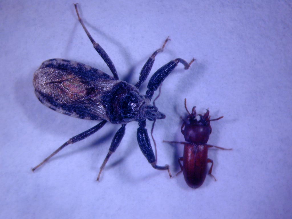 Amphibolus venator (слева) и Gnatocerus cornutus (справа) / ©Эксетерский университет